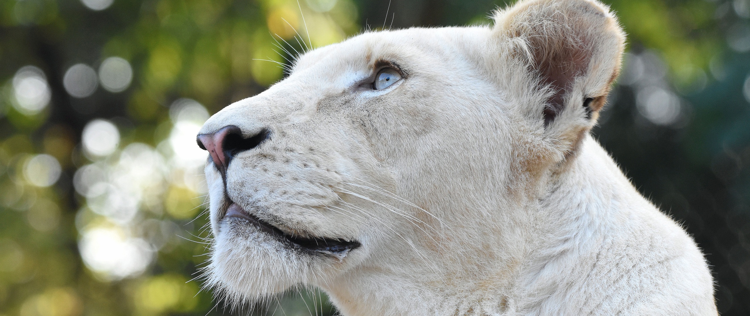 white-lion-head-4k-aw-2560x1080.jpg