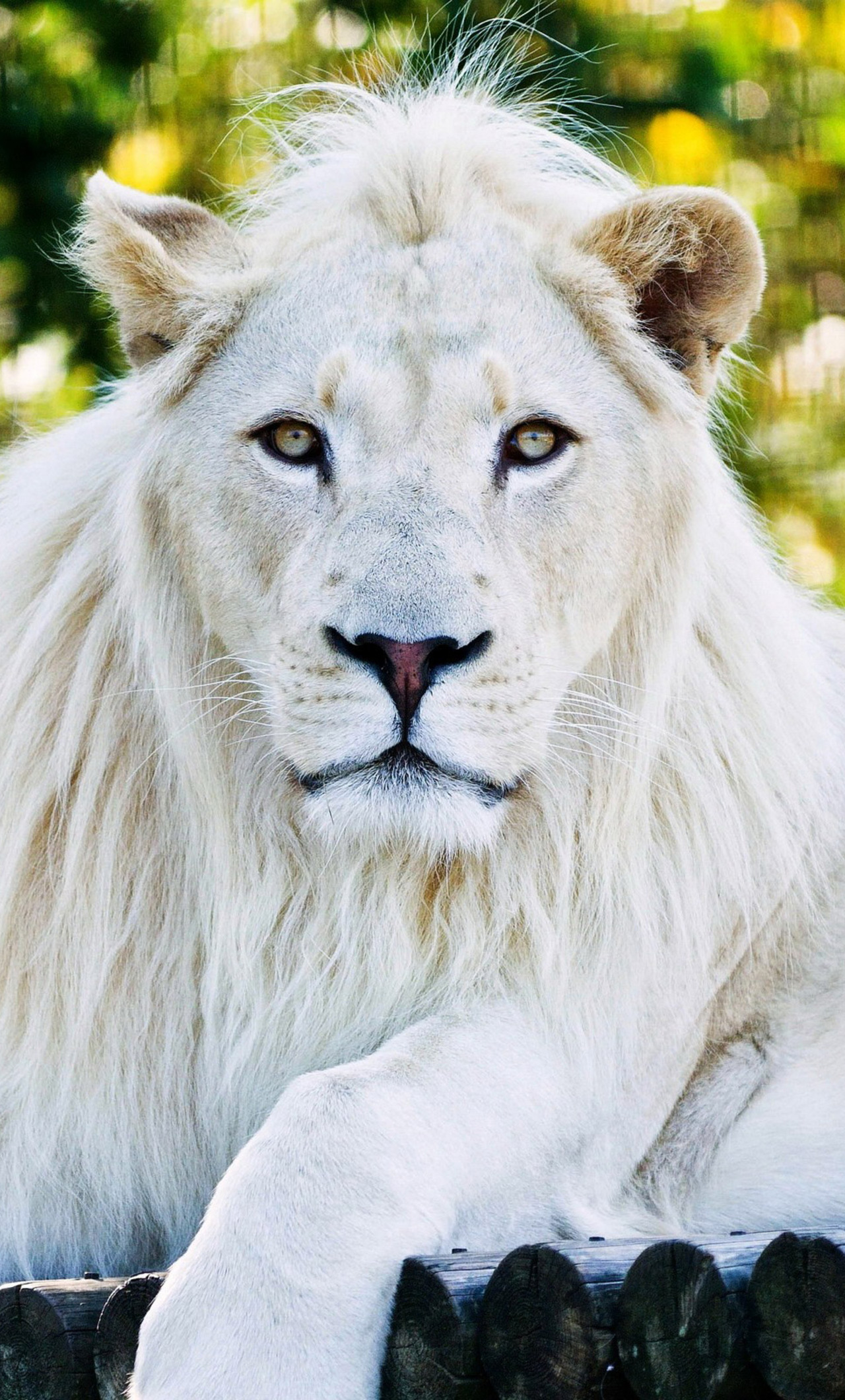 1280x2120 White Lion iPhone 6+ HD 4k Wallpapers, Images, Backgrounds,  Photos and Pictures
