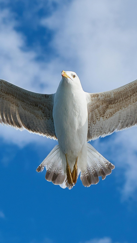 480x854 White Seagull Android One ,HD 4k Wallpapers,Images,Backgrounds ...