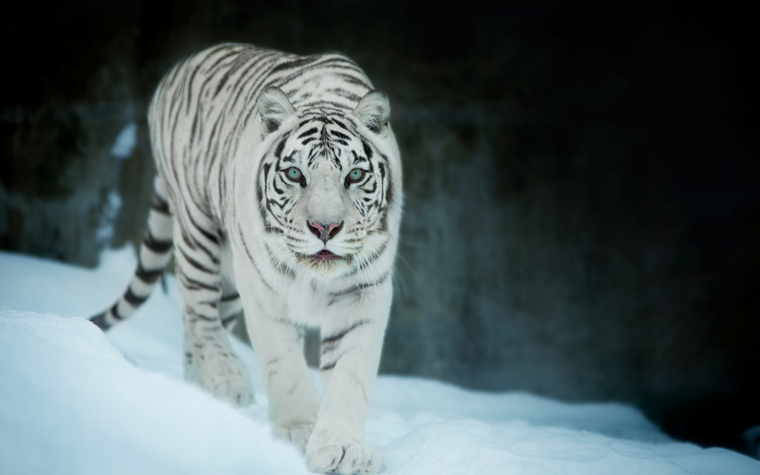 2880x1800 White Tiger In Snow Macbook Pro Retina ,HD 4k Wallpapers ...