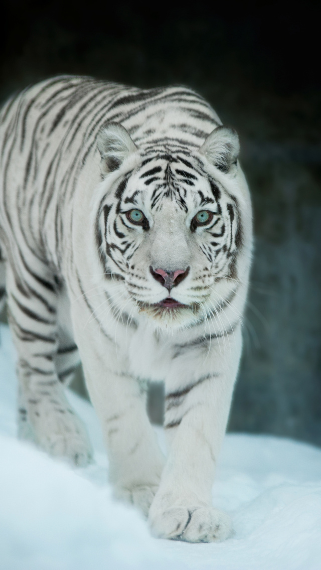 640x1136 White Tiger In Snow iPhone 5,5c,5S,SE ,Ipod Touch HD 4k Wallpapers,  Images, Backgrounds, Photos and Pictures