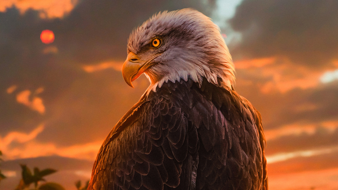 1366x768 Wild Bald Eagle 4k 1366x768 Resolution HD 4k Wallpapers, Images,  Backgrounds, Photos and Pictures