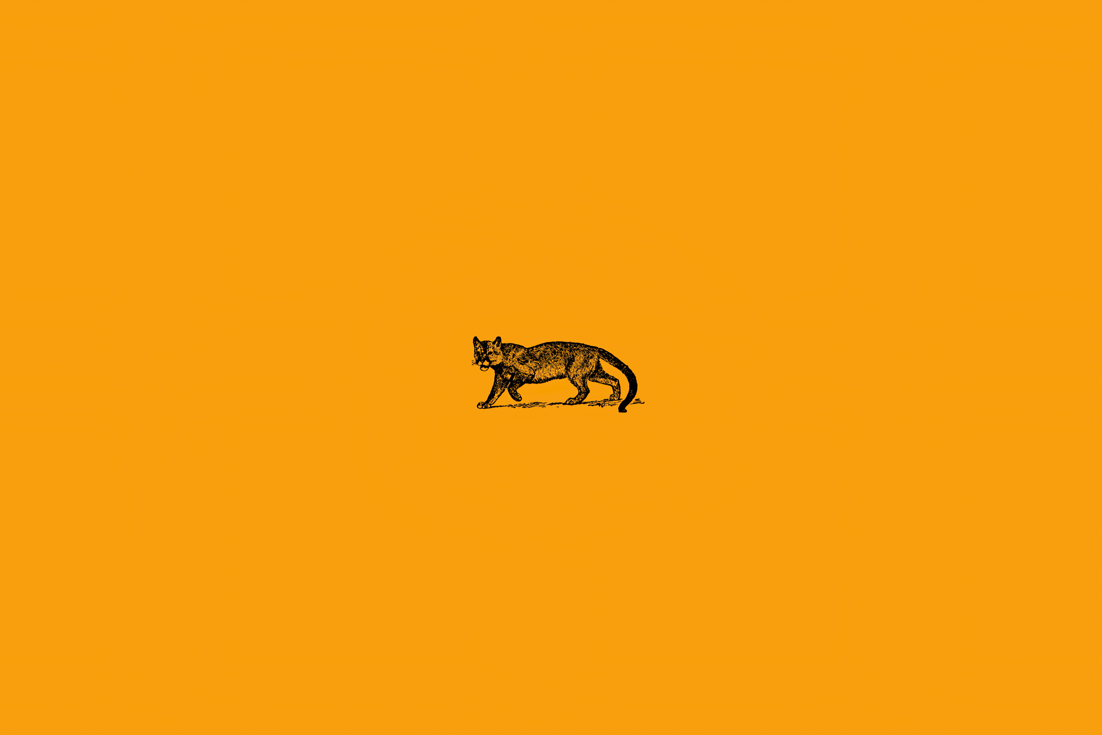 3840x2560 Wild Cat Minimal 4k 3840x2560 Resolution HD 4k Wallpapers ...