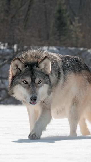 wild-wolf-5k-ib.jpg