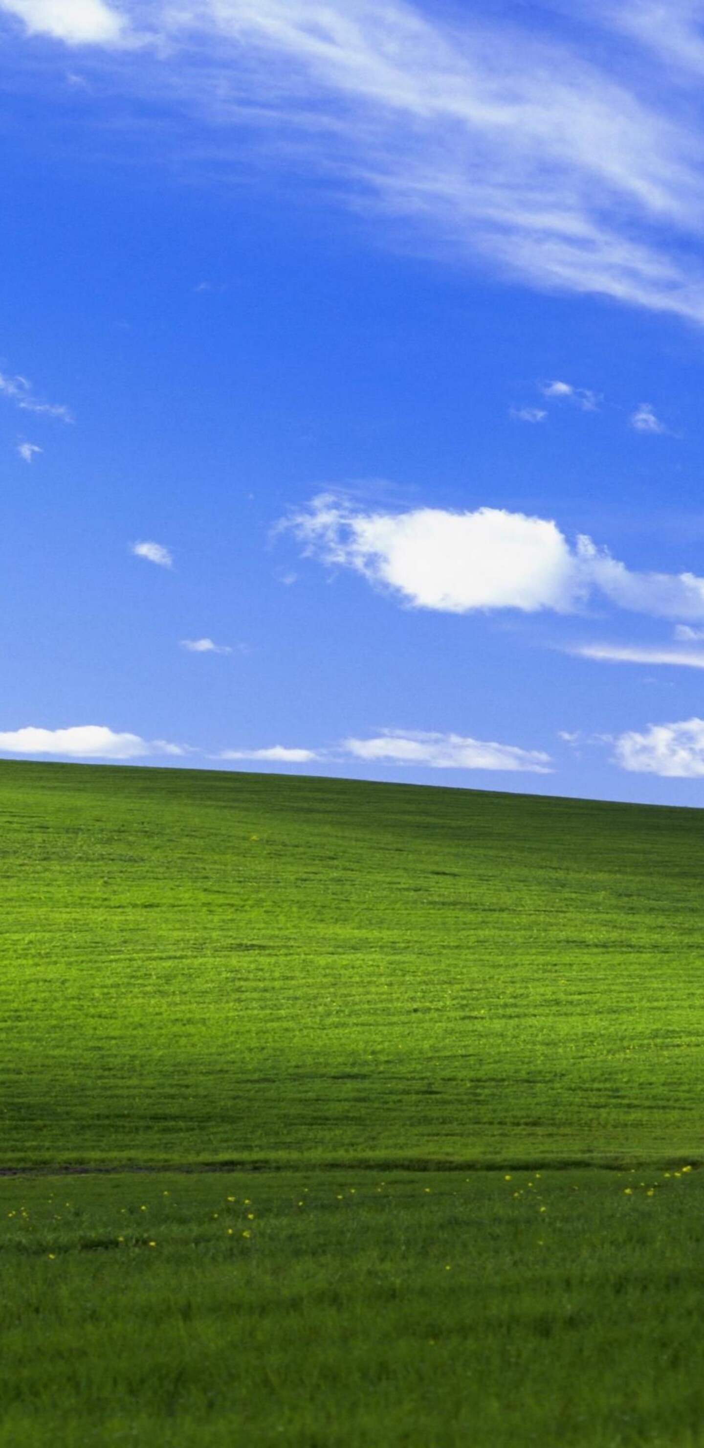 1440x2960 Windows Xp Bliss 4k Samsung Galaxy Note 9,8, S9,S8,S8+ QHD HD 4k  Wallpapers, Images, Backgrounds, Photos and Pictures