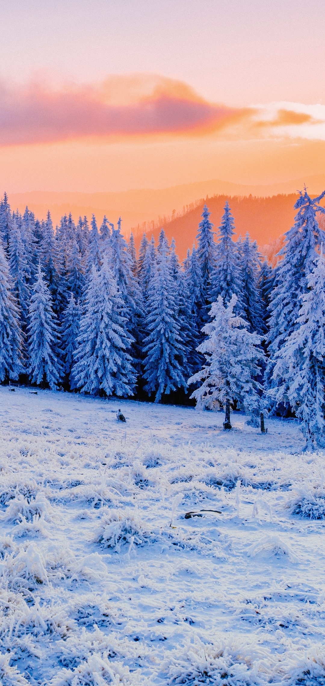 winter-mist-sunlight-clod-hills-forest-5k-am.jpg
