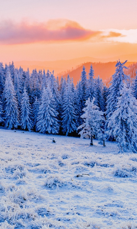 winter-mist-sunlight-clod-hills-forest-5k-am.jpg