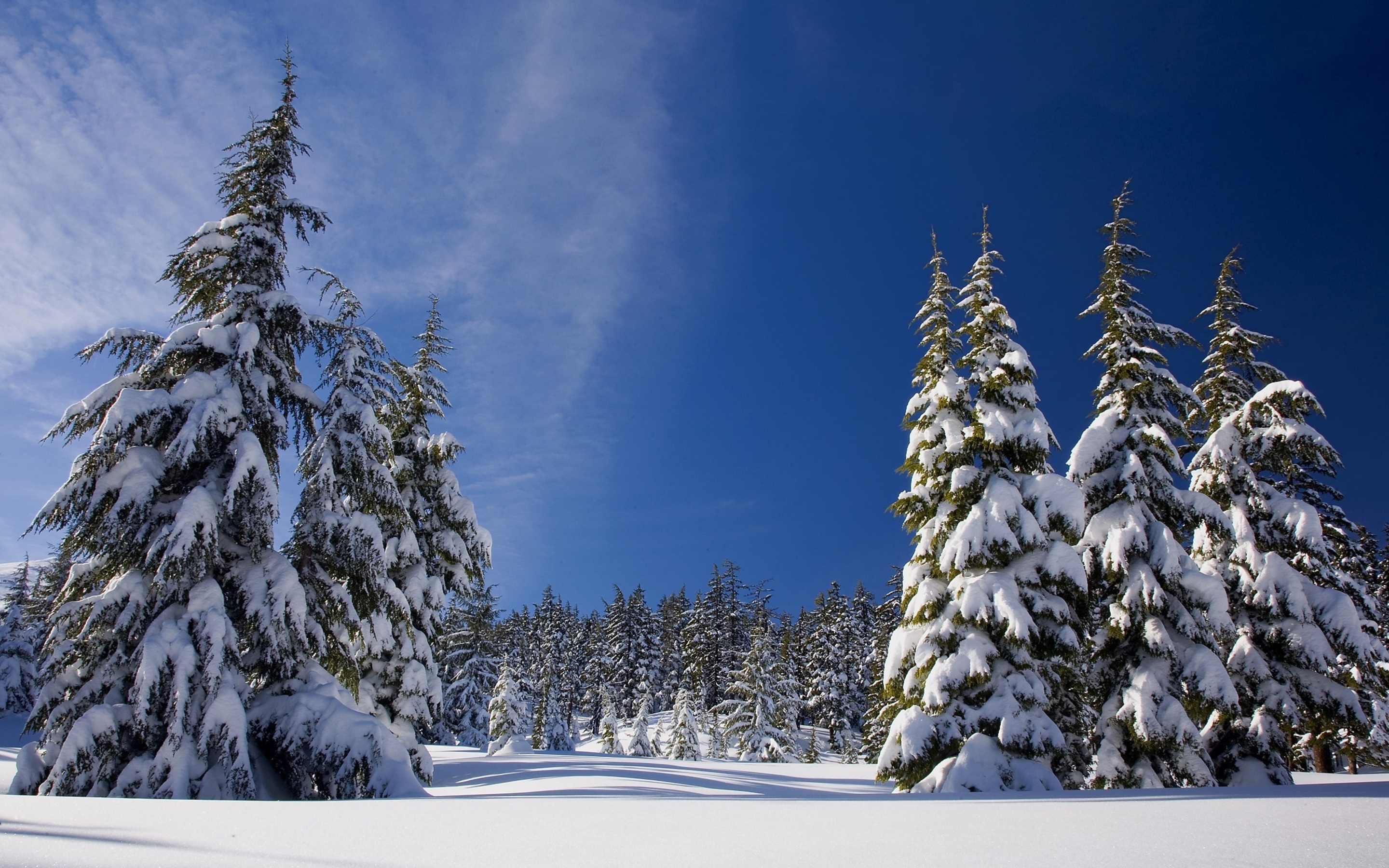 winter-snow-pine-trees-2a.jpg