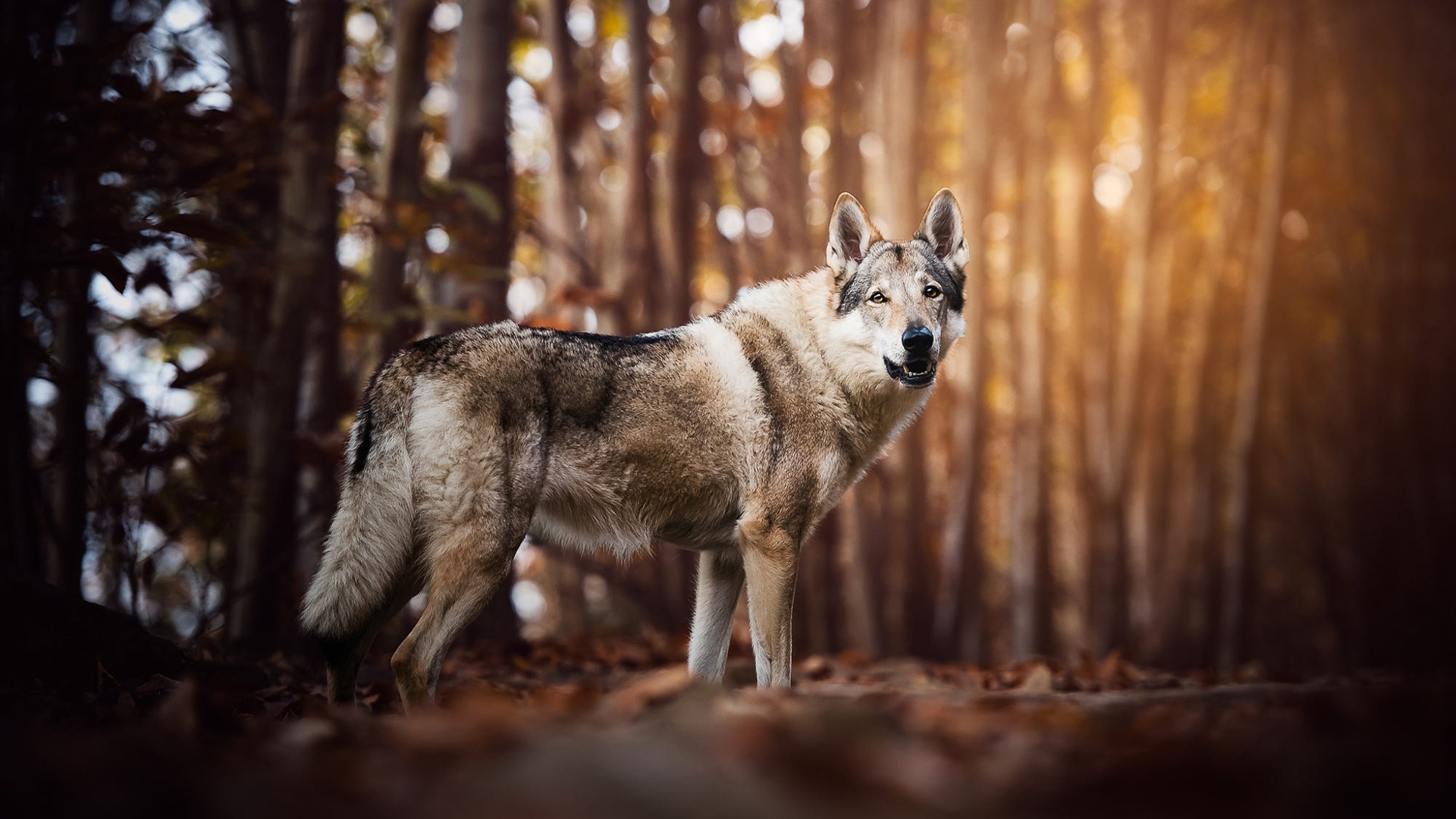 1920x1080 Wolf Look Like Dog Laptop Full HD 1080P HD 4k Wallpapers, Images, Backgrounds, Photos ...