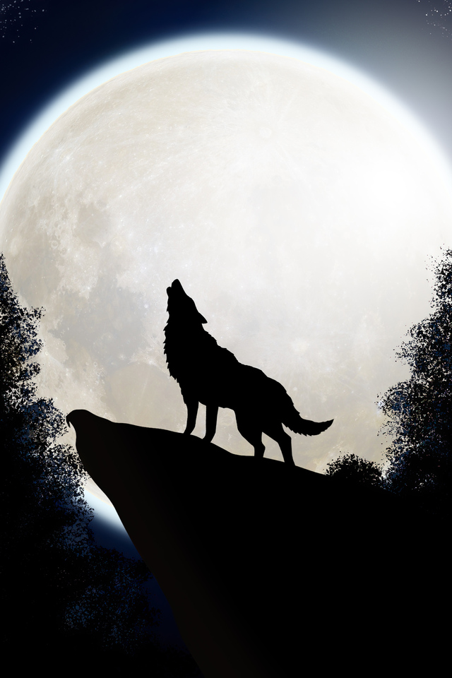 wolf-the-midnight-colf-6p.jpg