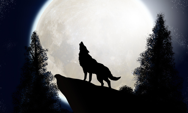 800x480 Wolf The Midnight Colf 800x480 Resolution HD 4k Wallpapers ...