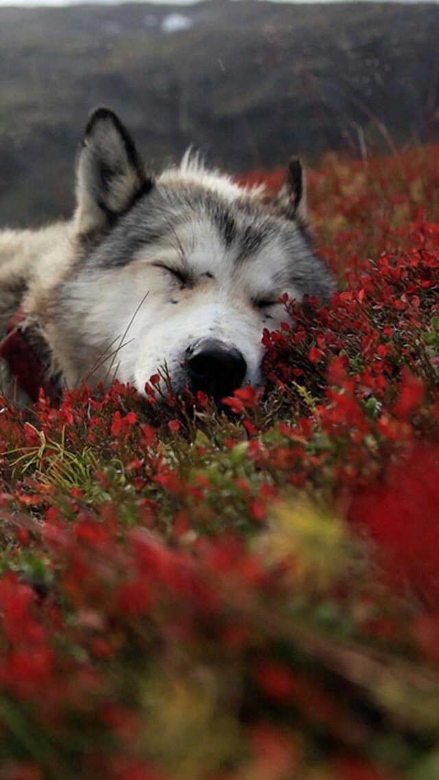 wolf-wild-4k.jpg