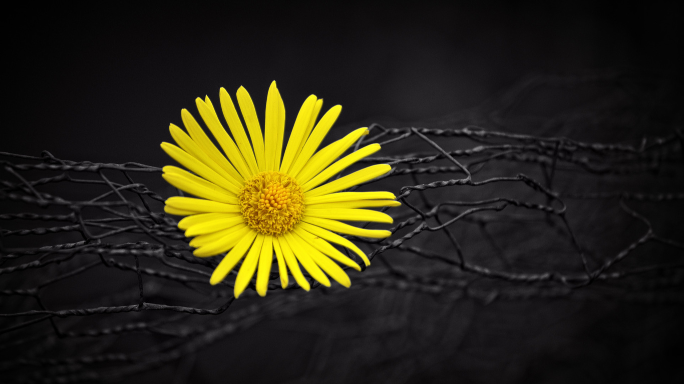 yellow-flower-fence-dark-black-background-ex.jpg