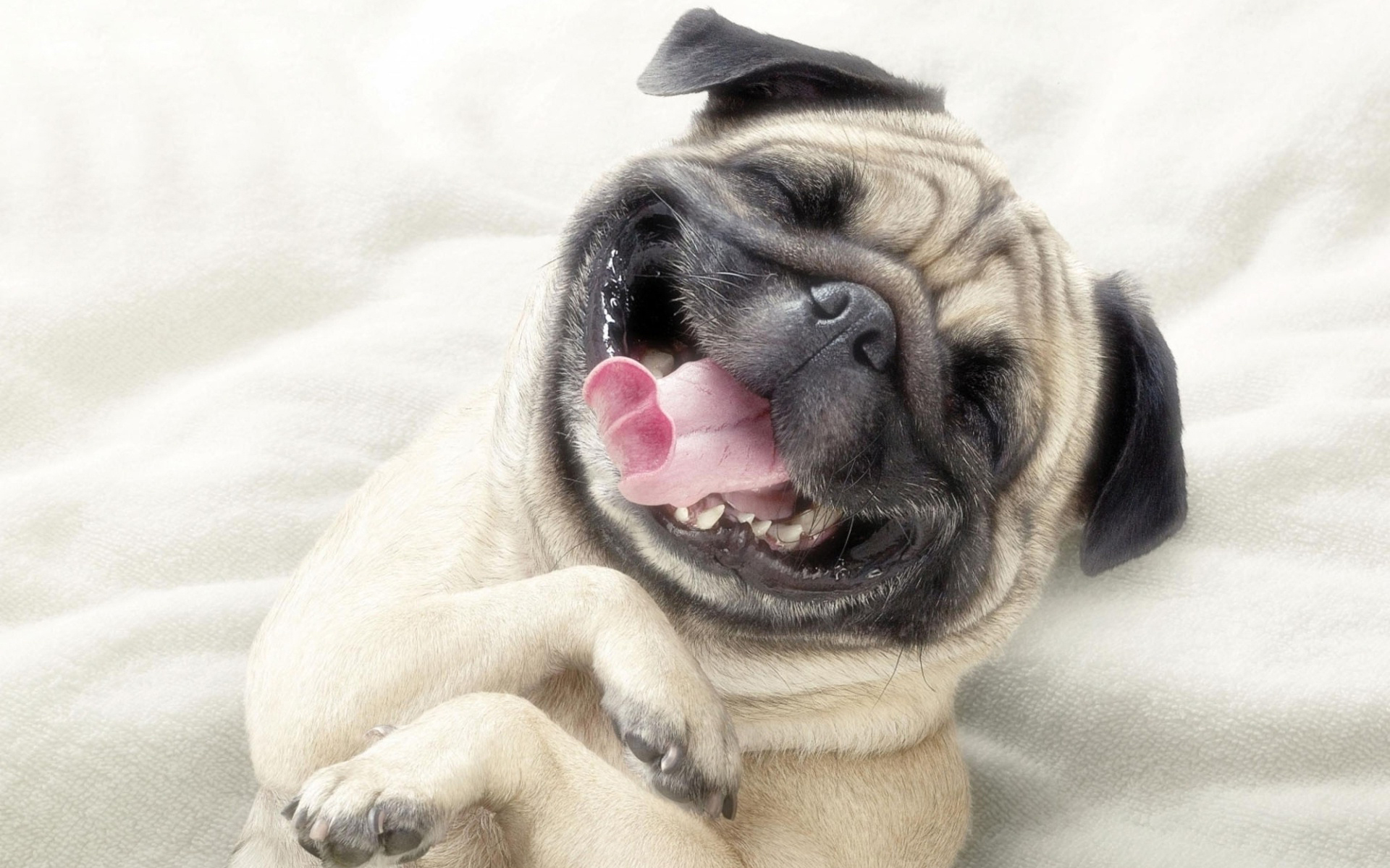 Pug Wallpaper Images  Browse 6202 Stock Photos Vectors and Video   Adobe Stock