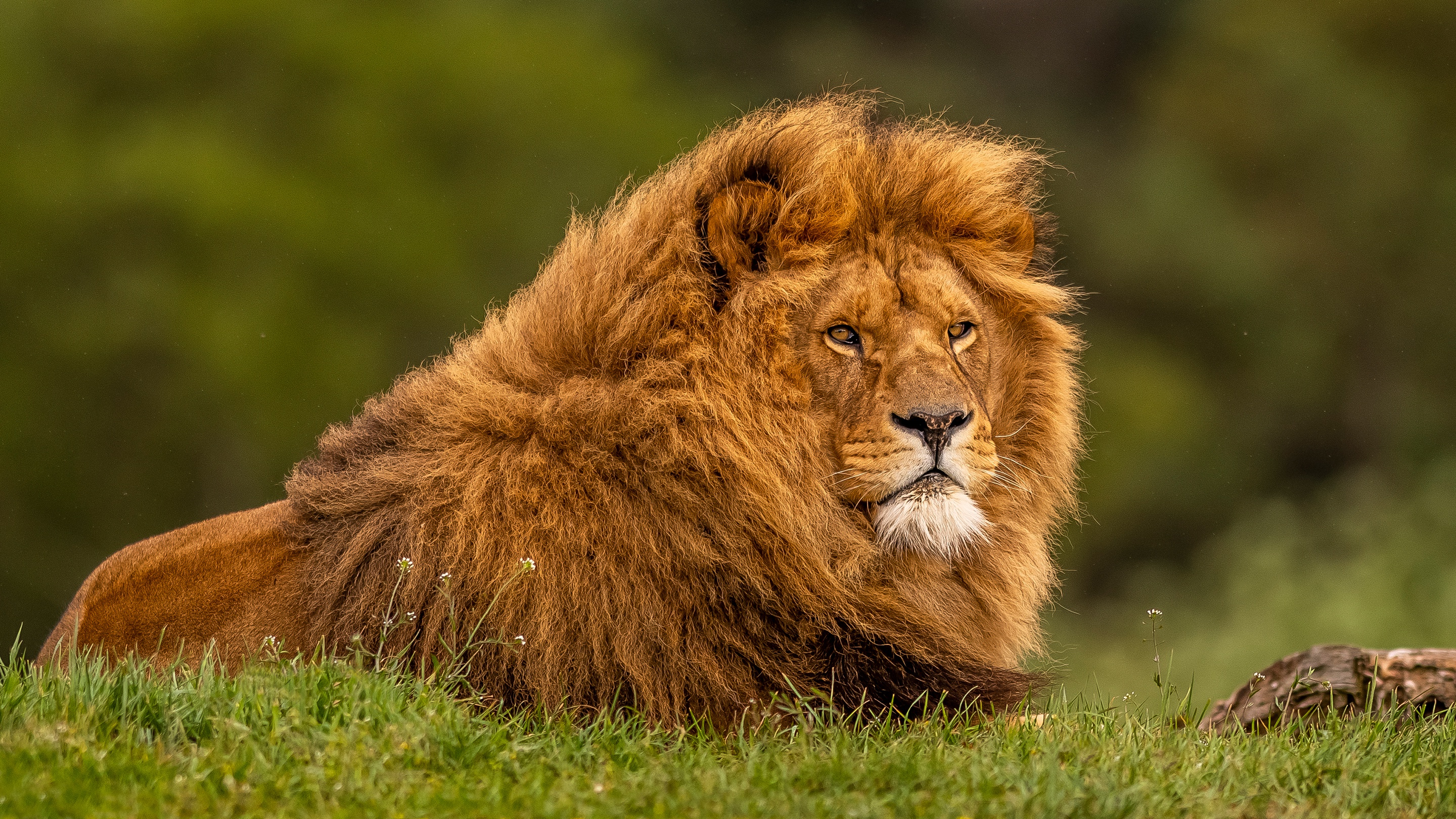 Adult Lion Wallpaper,HD Animals Wallpapers,4k Wallpapers,Images