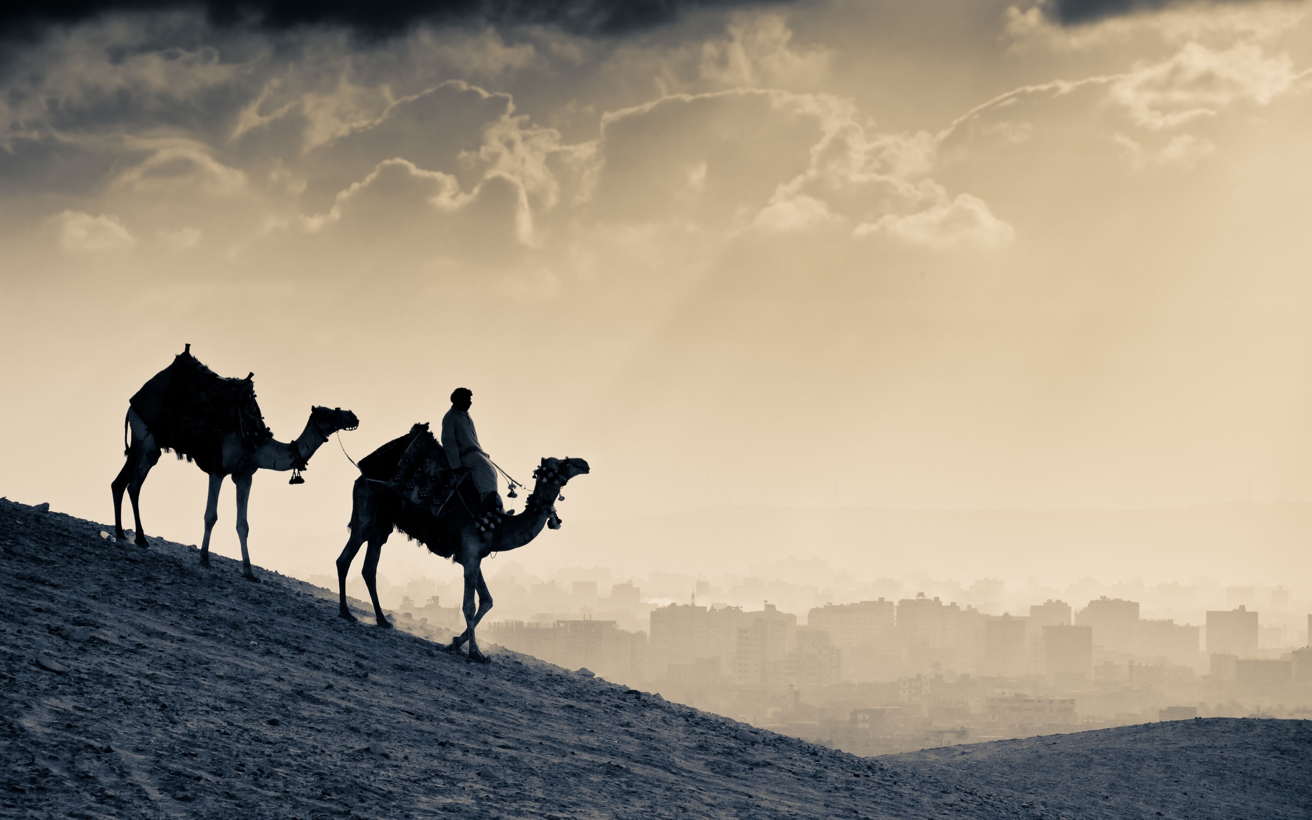 1366x768 Arab People Camels 1366x768 Resolution HD 4k Wallpapers, Images,  Backgrounds, Photos and Pictures
