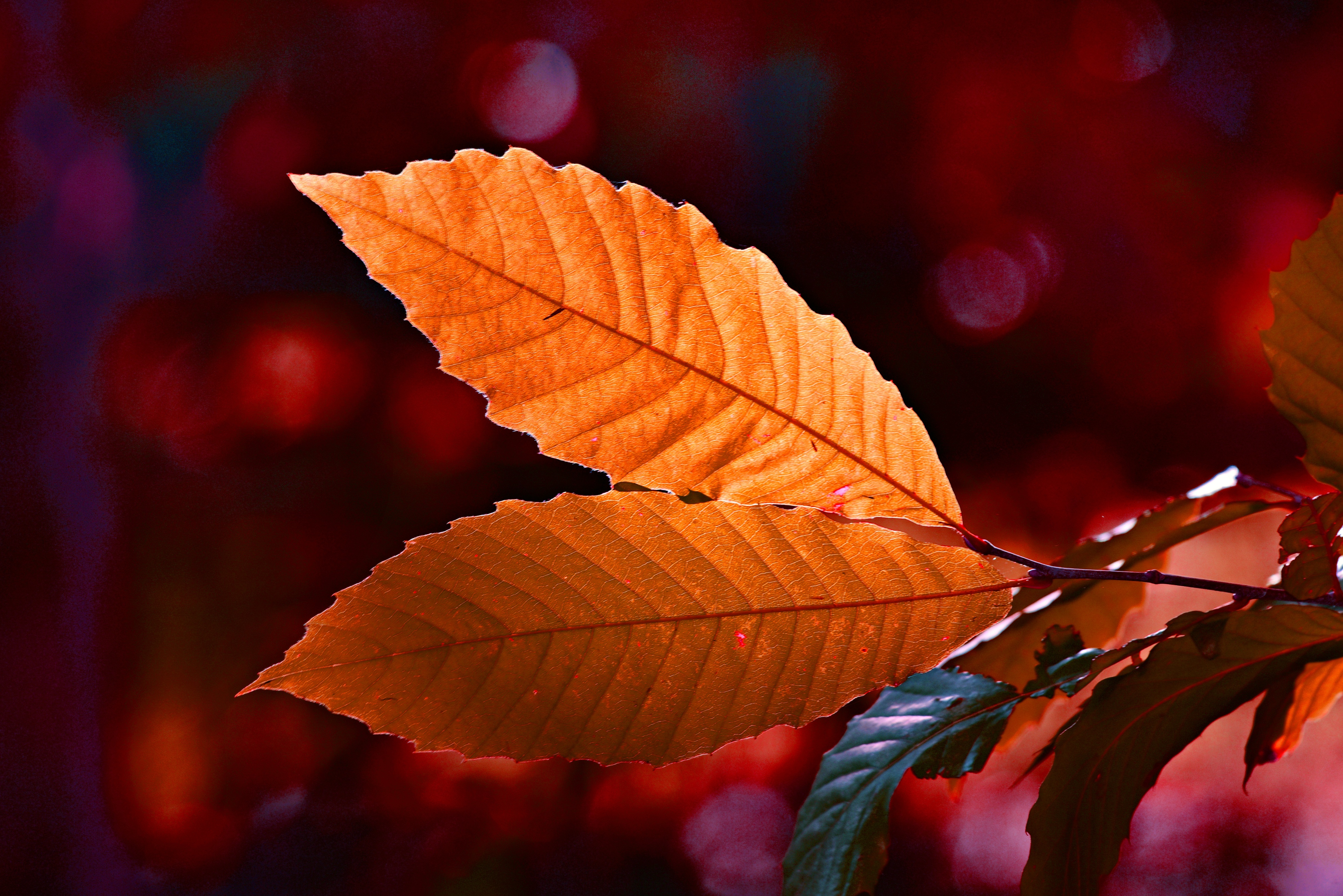 Autumn Colour Leaf 5k, HD Nature, 4k Wallpapers, Images, Backgrounds