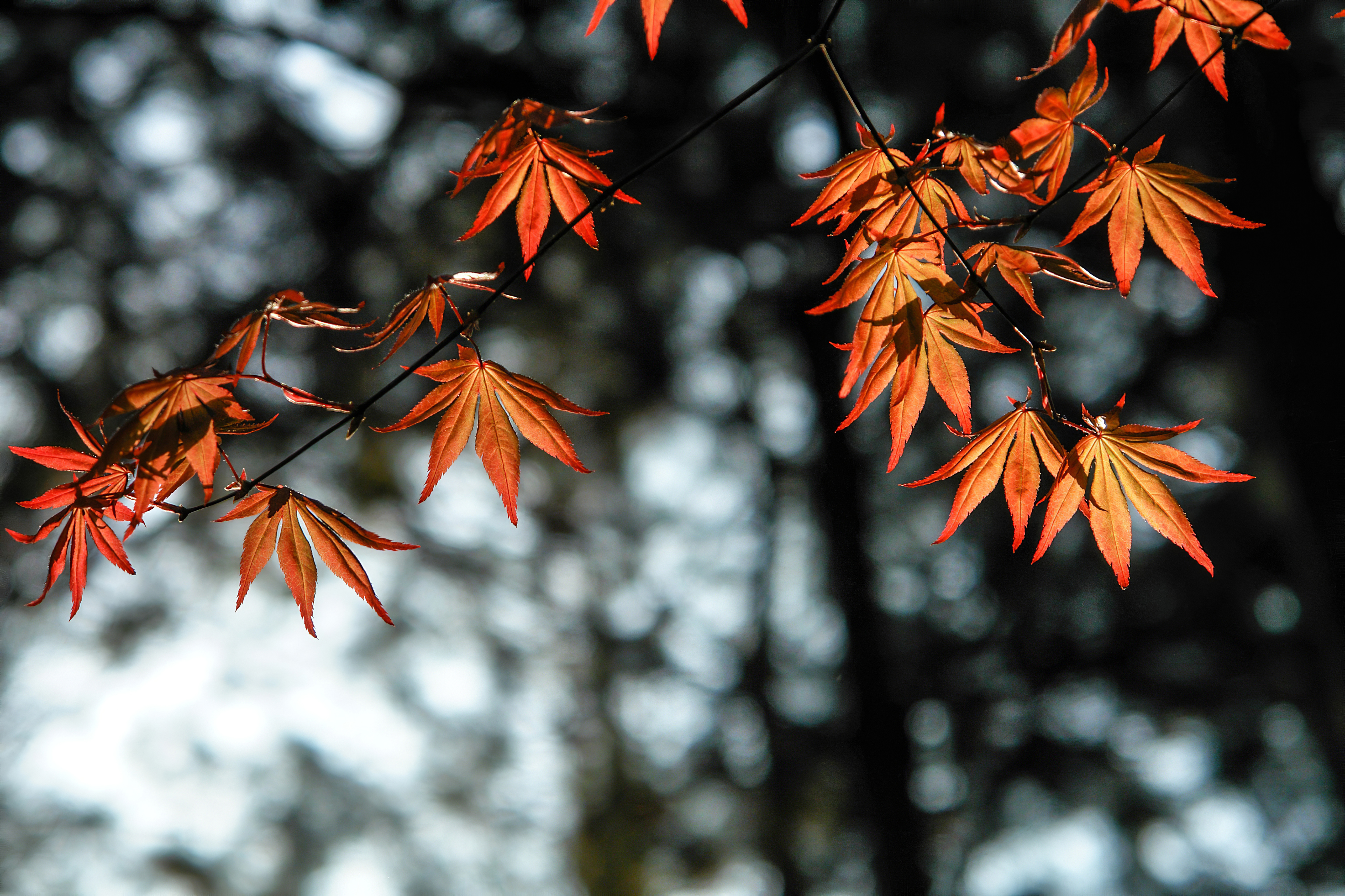 Autumn Leaves Orange 4k, HD Nature, 4k Wallpapers, Images, Backgrounds,  Photos and Pictures