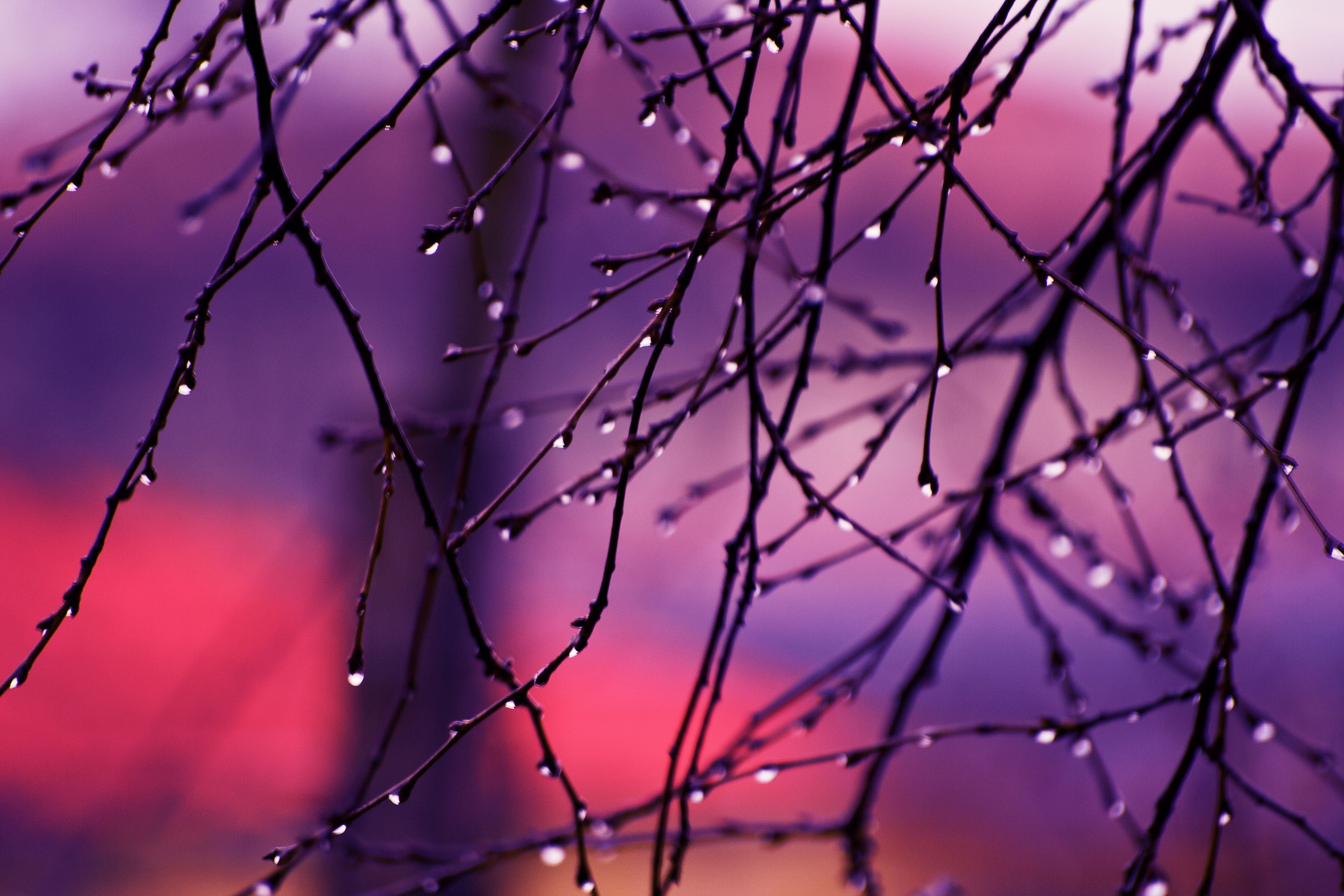Autumn Rain Drops On Tree Branches 4k, HD Nature, 4k Wallpapers, Images