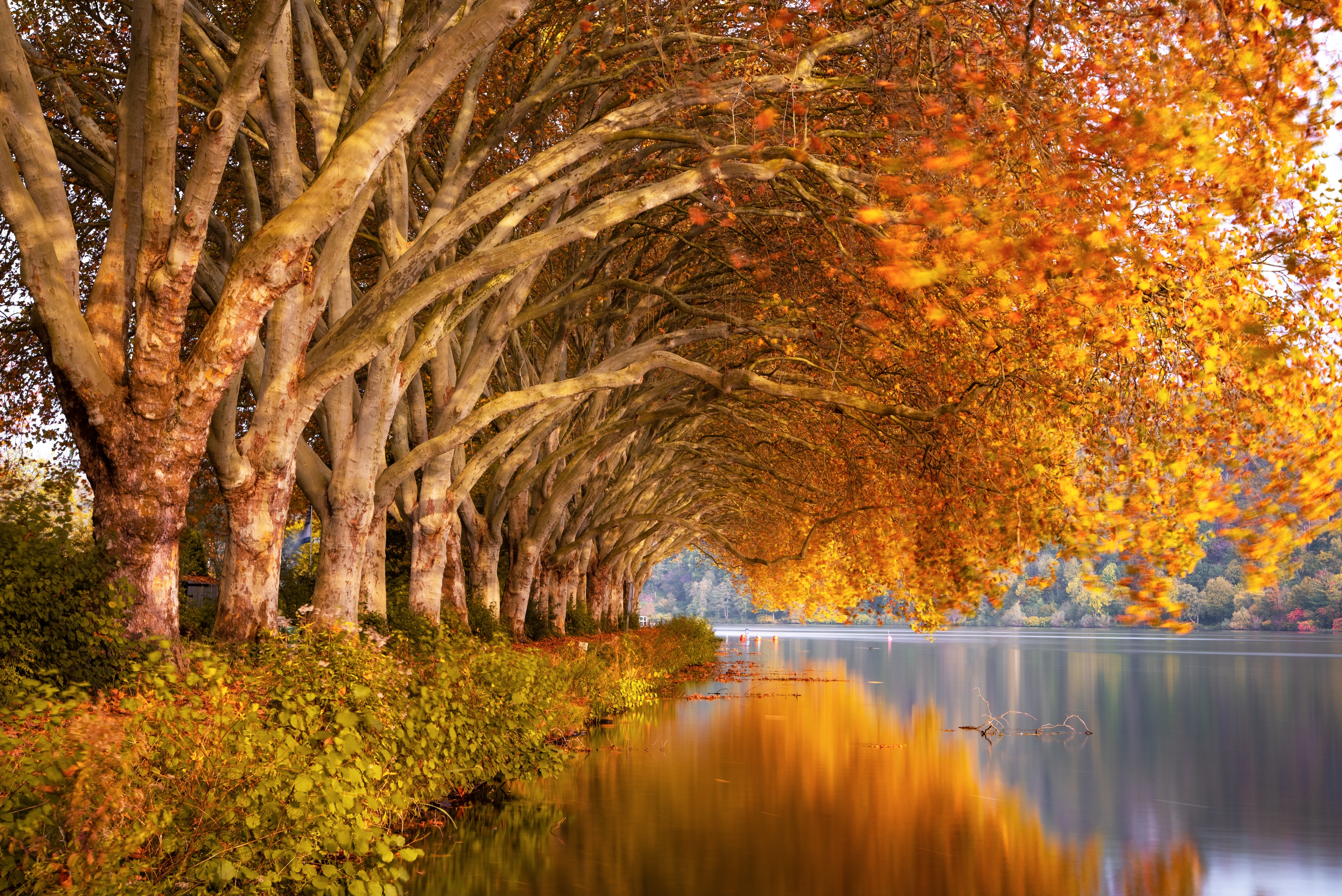 Autumn Trees Orange Lake 5k, HD Nature, 4k Wallpapers, Images