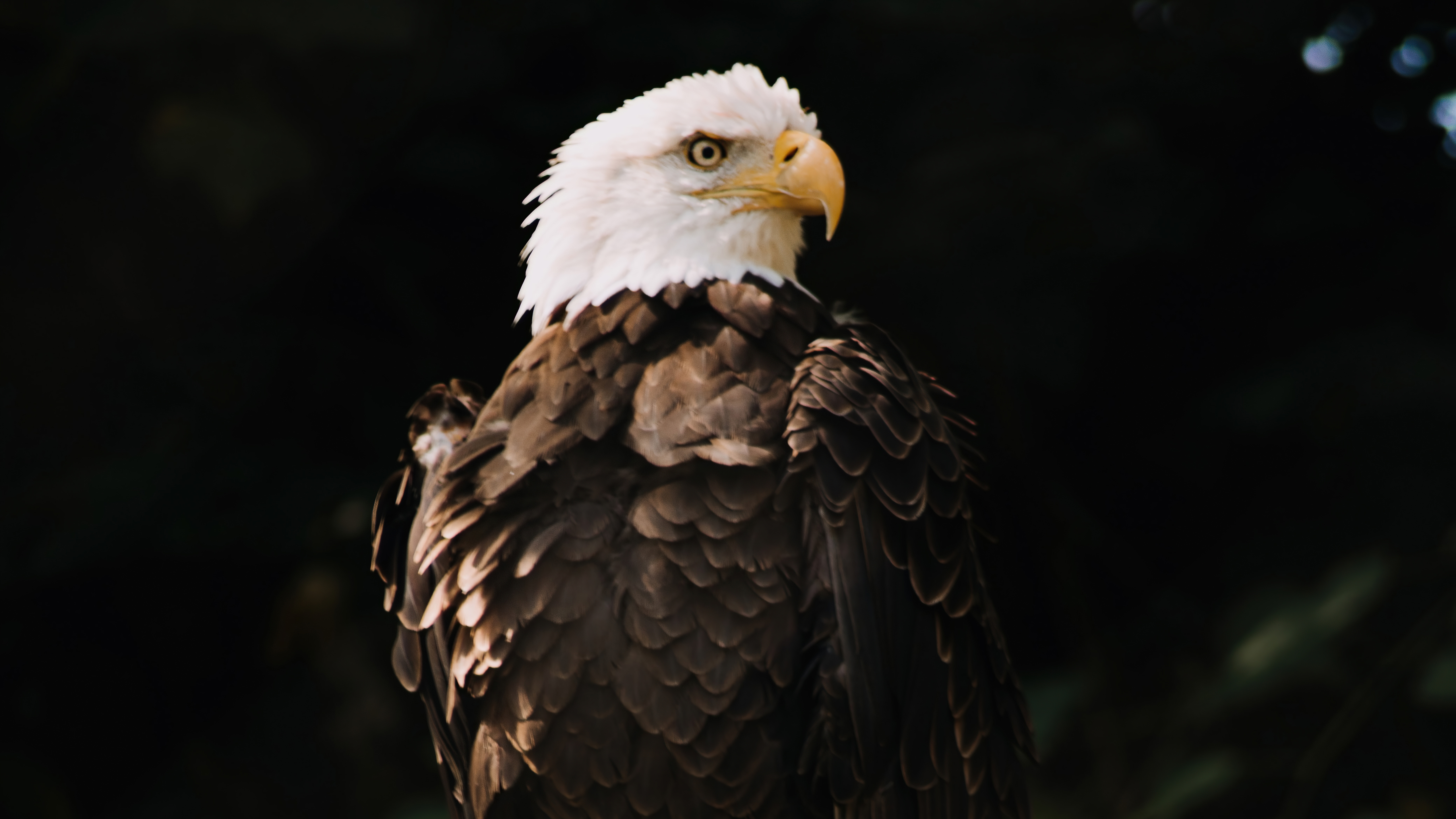Bald Eagle Dark Brown 5k, HD Birds, 4k Wallpapers, Images, Backgrounds,  Photos and Pictures