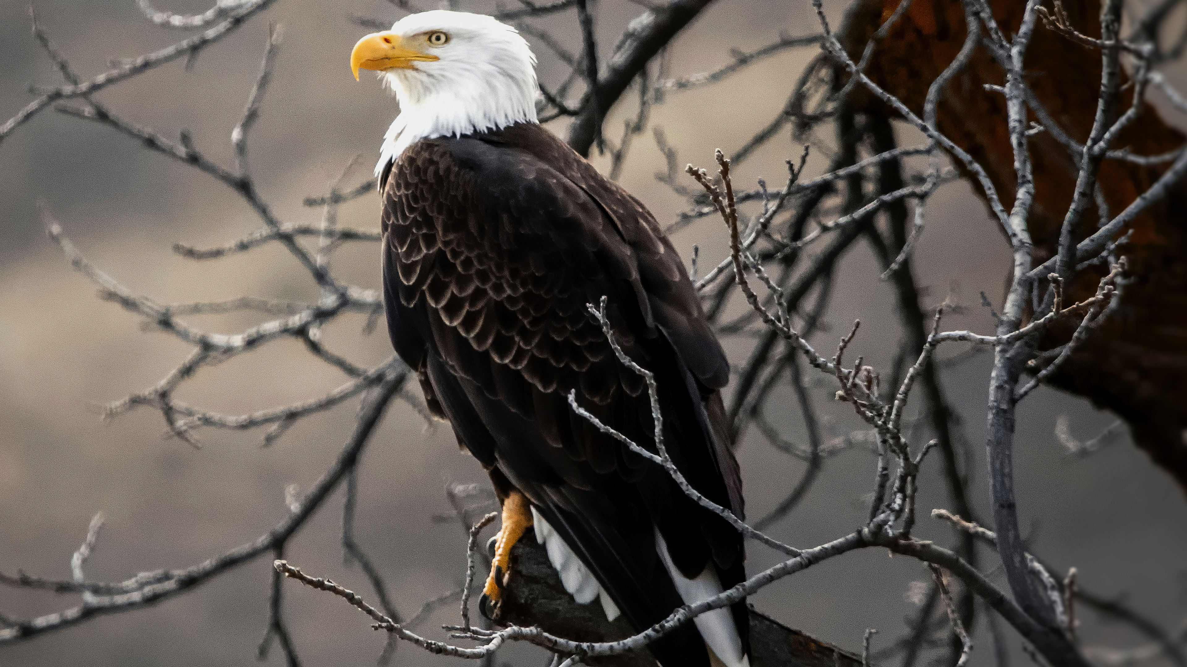 Bald Eagle On Brown Tree Branch 4k, HD Birds, 4k Wallpapers, Images,  Backgrounds, Photos and Pictures