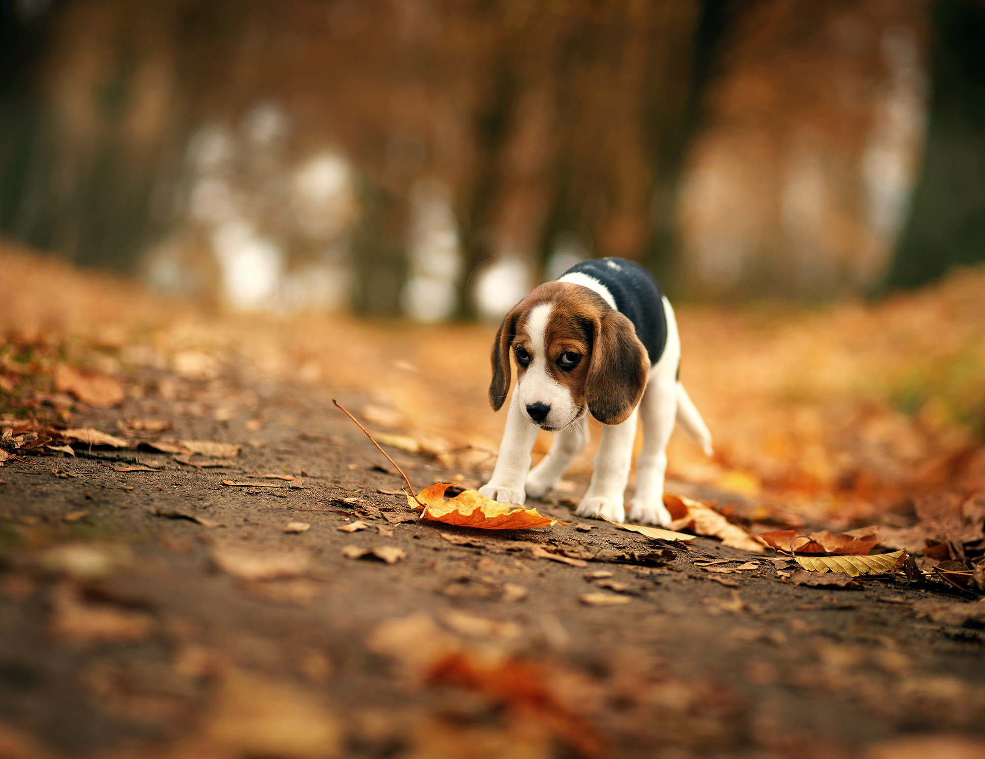 Beagle, HD Animals, 4k Wallpapers, Images, Backgrounds, Photos and Pictures