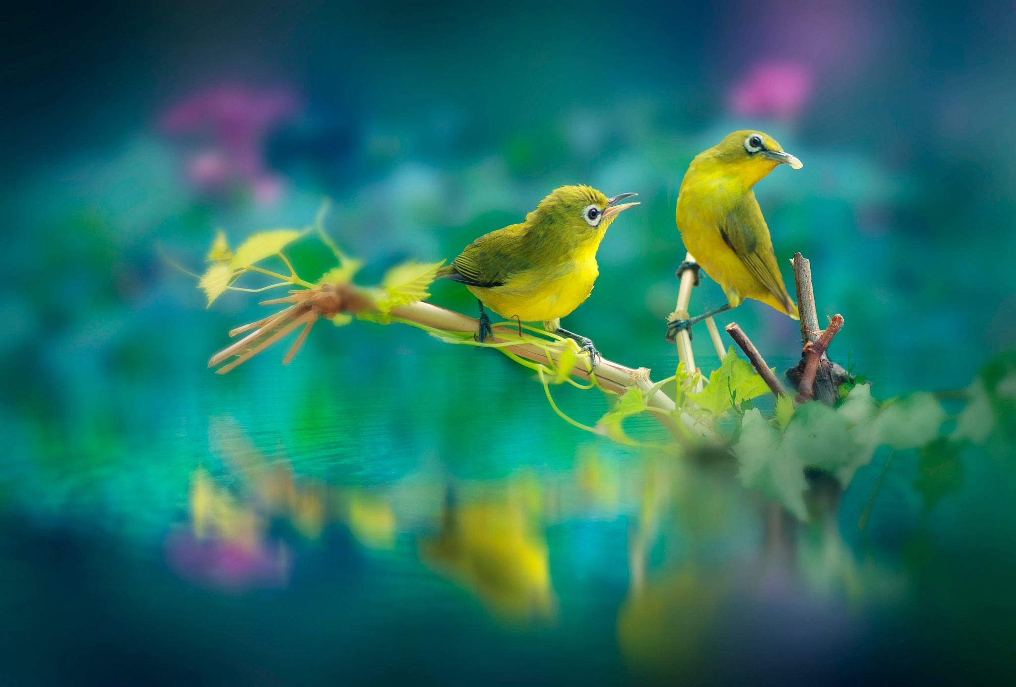 3840x2400 Beautiful Birds 4k HD 4k Wallpapers, Images, Backgrounds