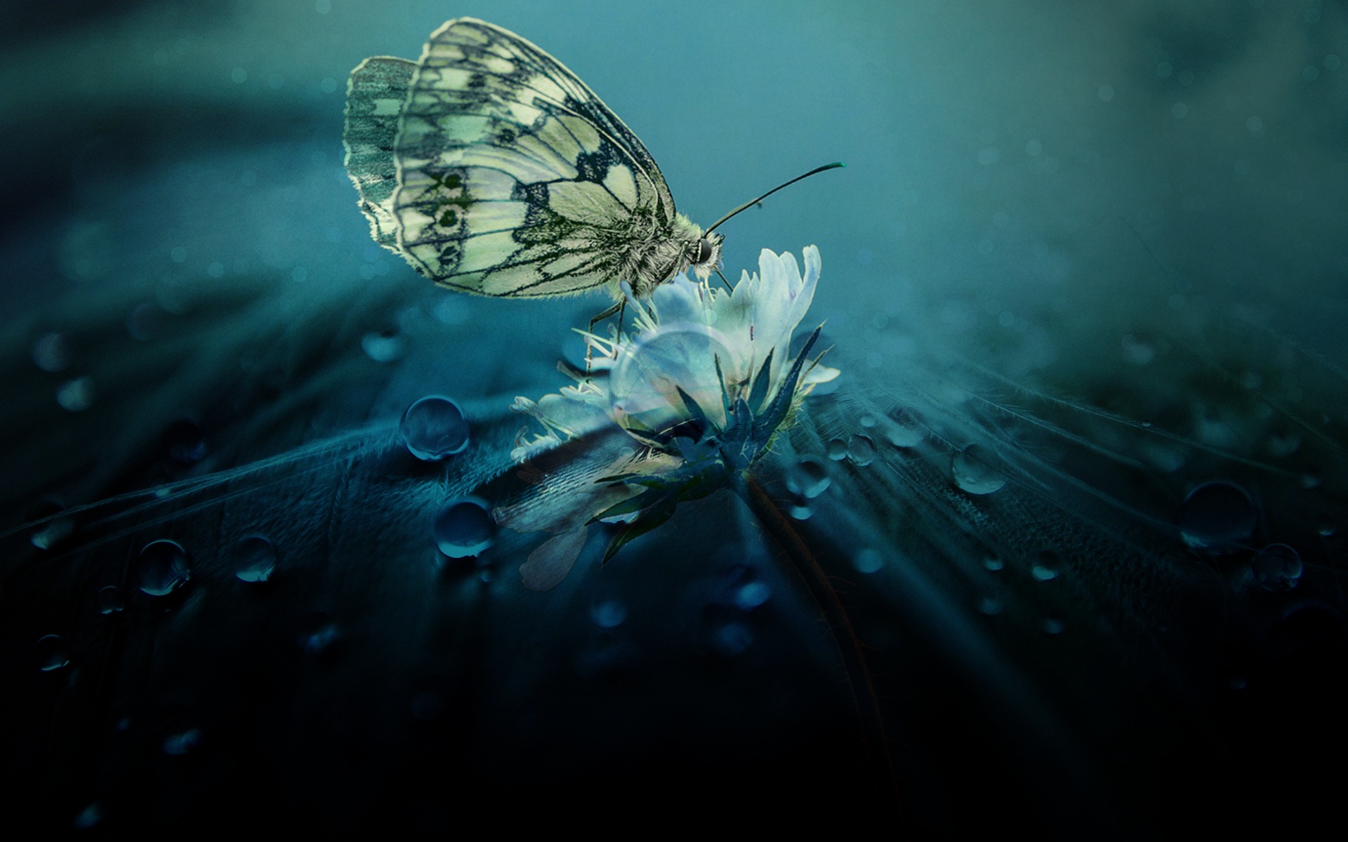 Beautiful Butterfly Nature Wallpaper,HD Nature Wallpapers,4k Wallpapers