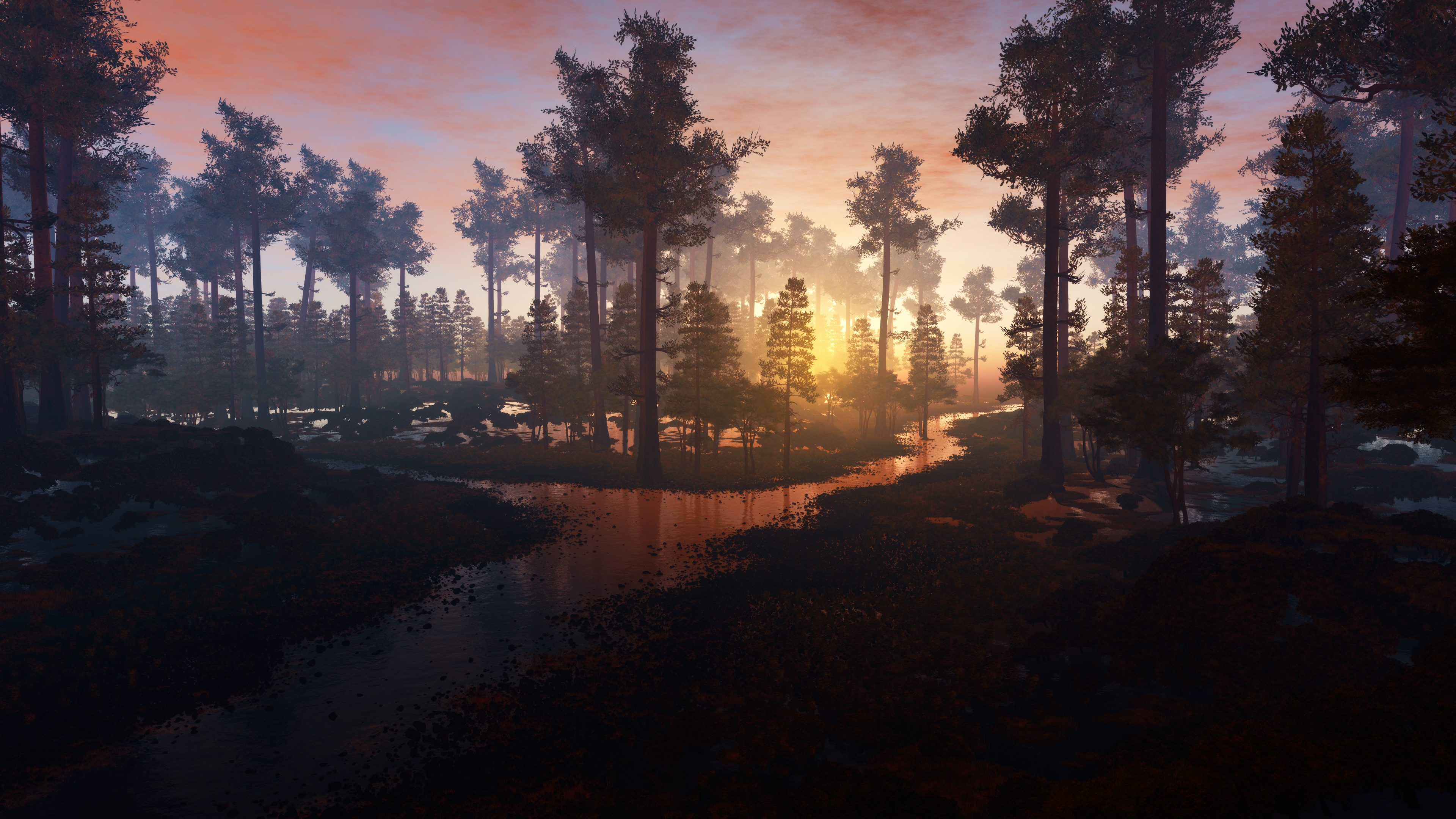 Beautiful Morning In Forest 4k 4l 