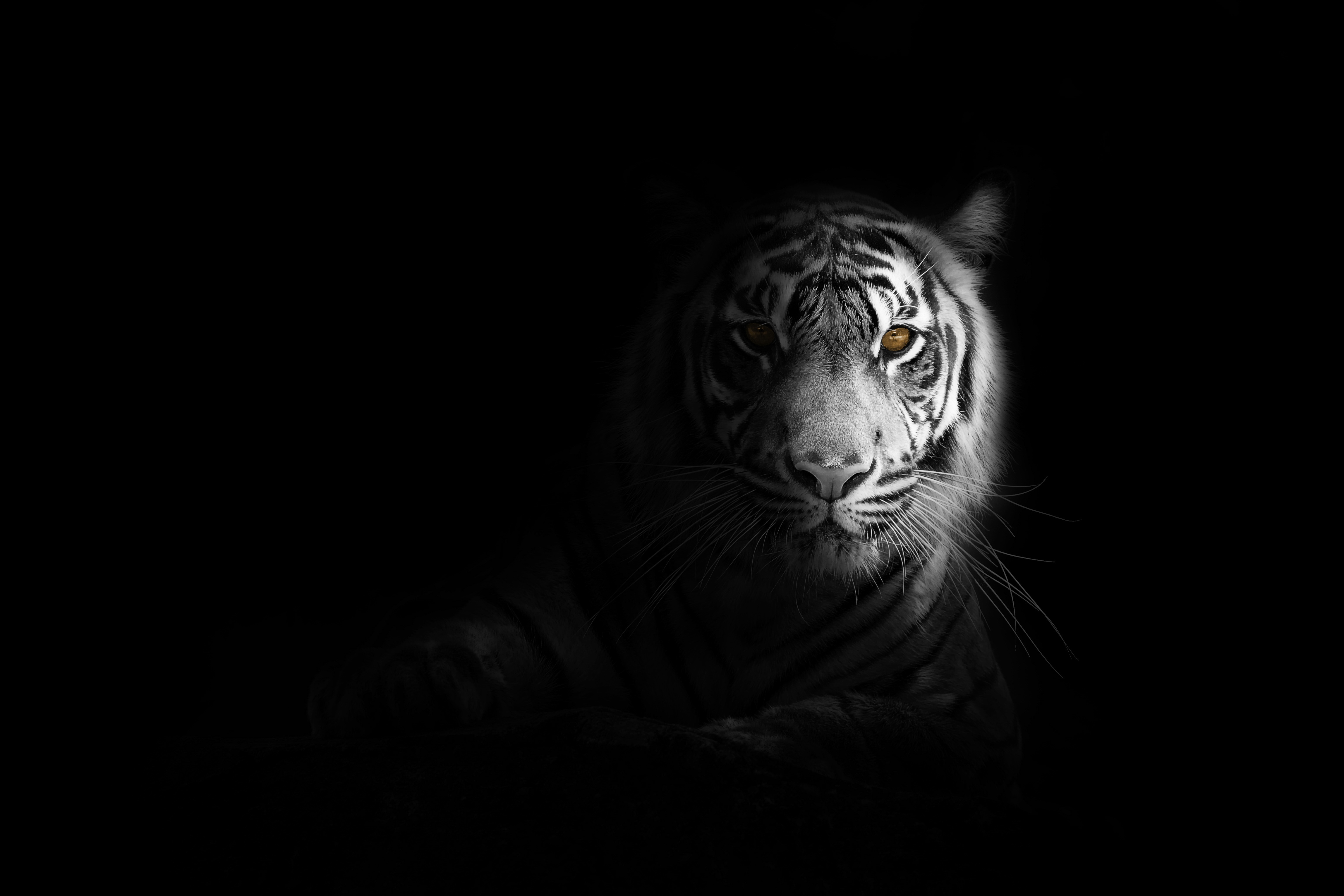 Big Cat Tiger 4k, HD Animals, 4k Wallpapers, Images, Backgrounds, Photos  and Pictures