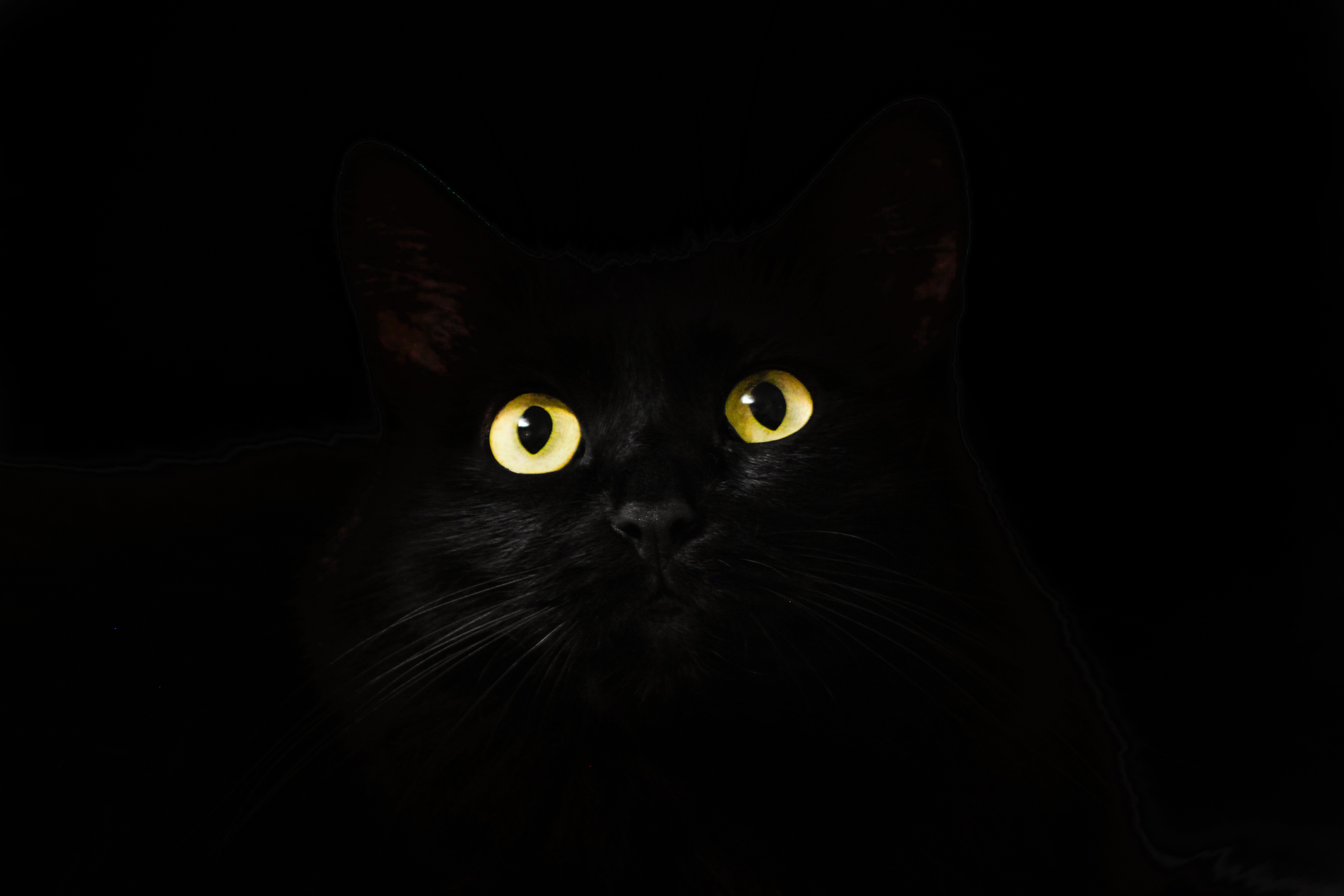 Black Cat Eyes Dark 5k, HD Animals, 4k Wallpapers, Images, Backgrounds,  Photos and Pictures