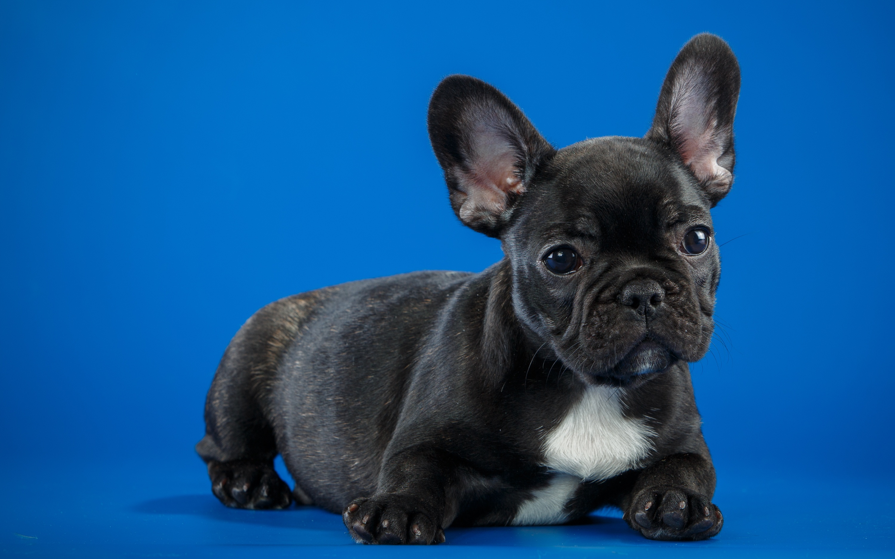 2560x1600 Black French Bulldog Cute Puppy Wallpaper,2560x1600