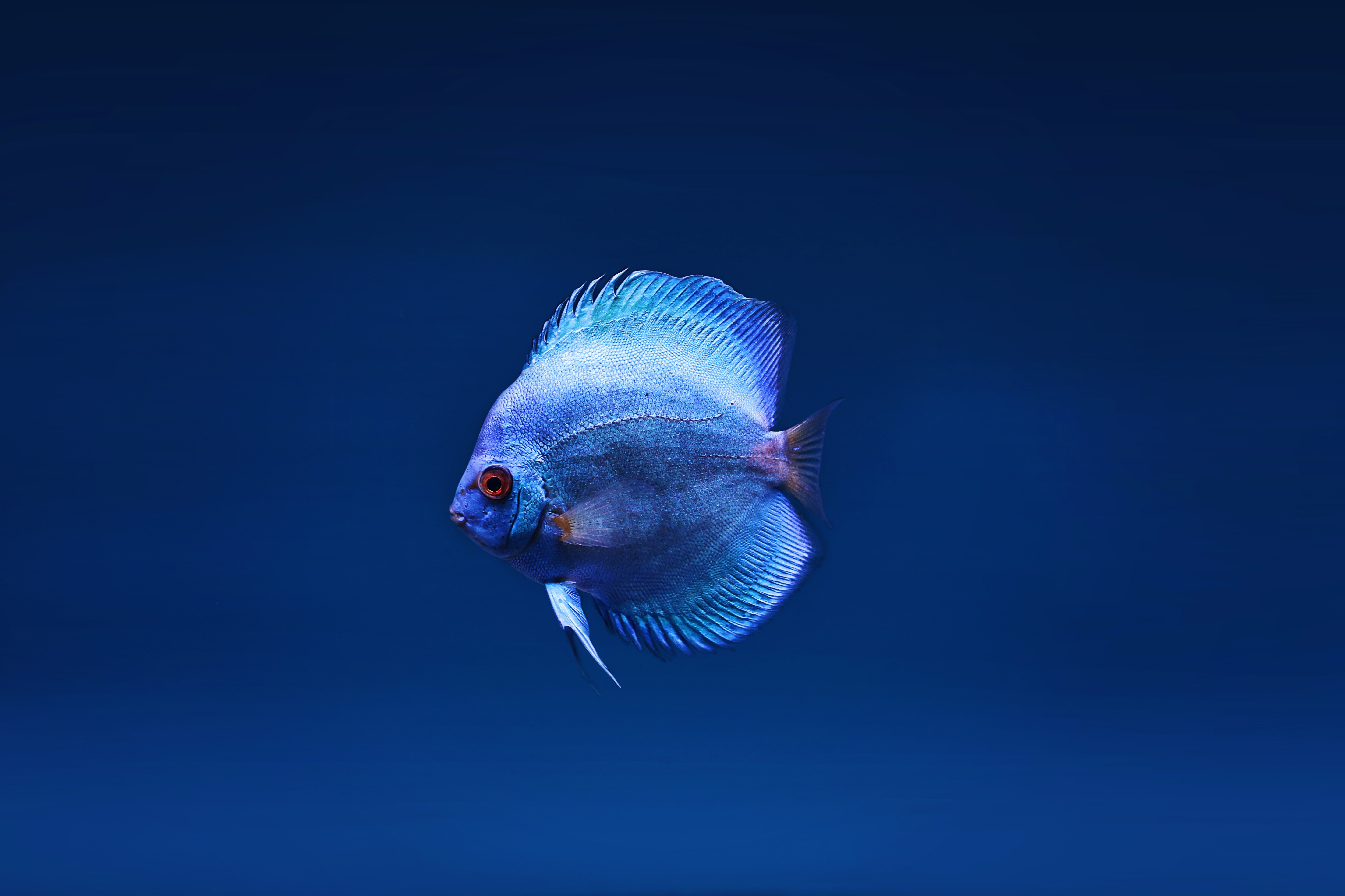 Fish Wallpaper Blue Wallpapers Fish Wallpaper Wallpaper | The Best Porn ...