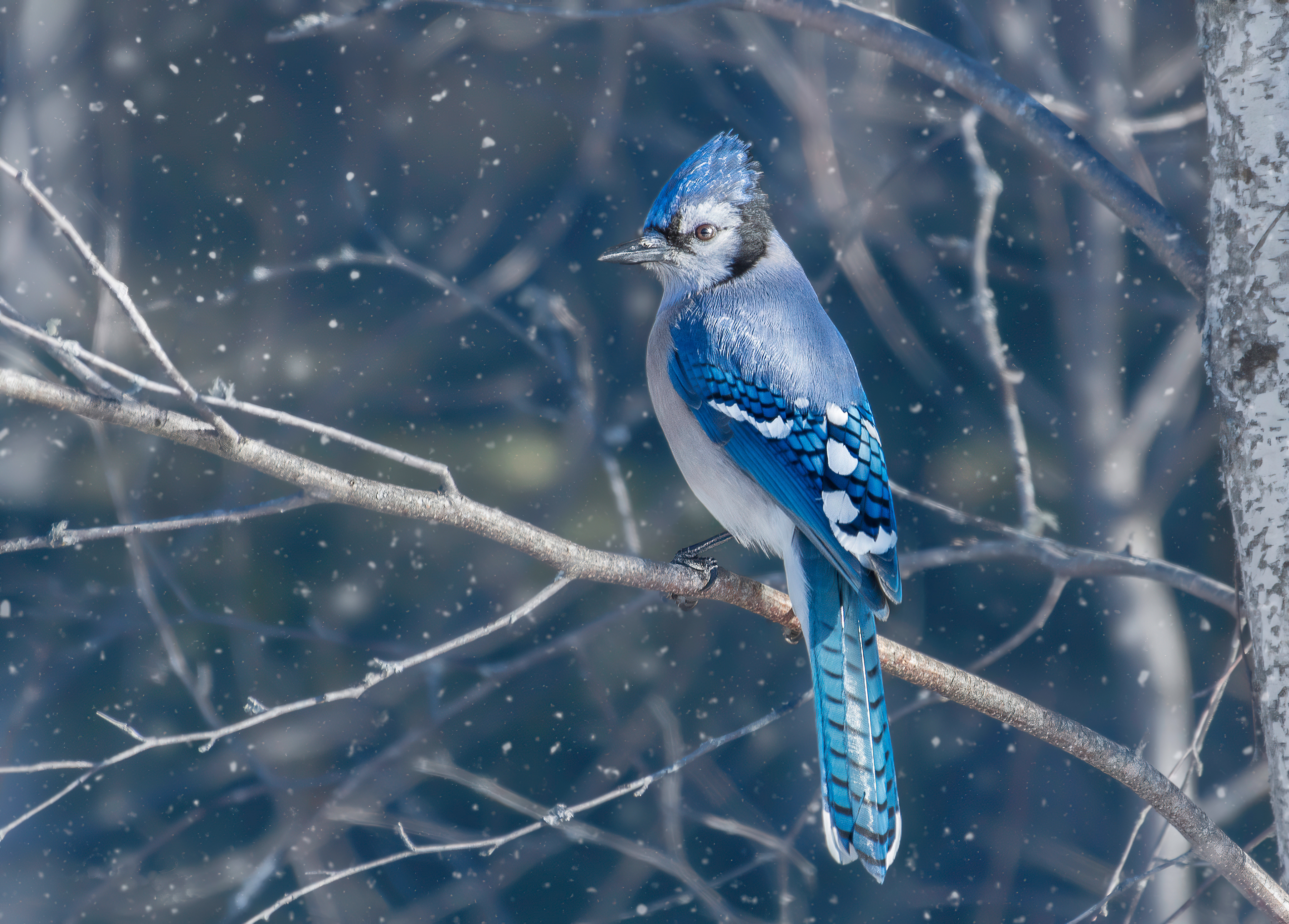 Blue Jay Bird 4k, HD Birds, 4k Wallpapers, Images, Backgrounds, Photos
