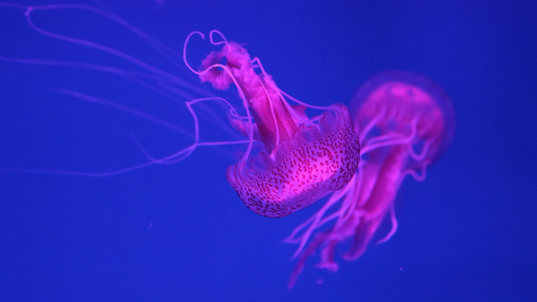 5k Jellyfish Wallpaper