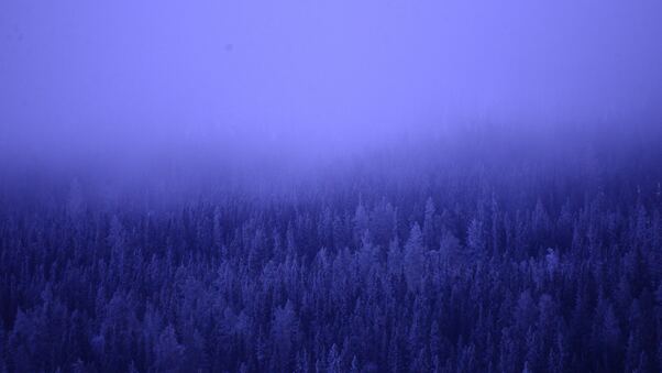 A Foggy Forest Blue Trees 5k Wallpaper