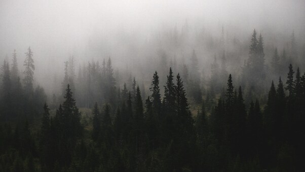 A Forest Filled With Lots Of Trees Covered In Fog Wallpaper
