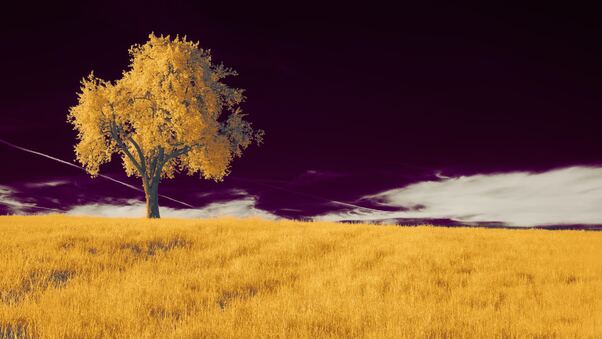 A Tree In A Field With A Purple Sky 5k Wallpaper