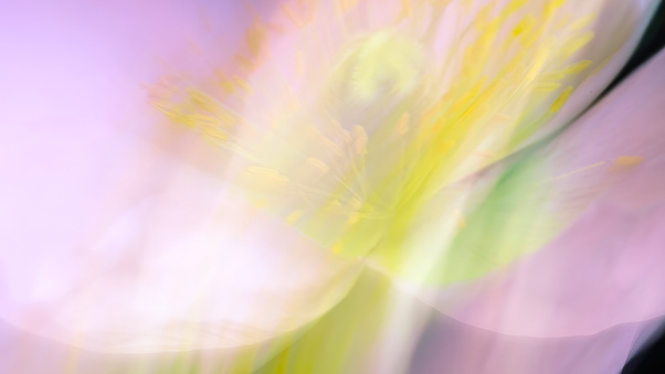 Abstract Flower Blur Wallpaper