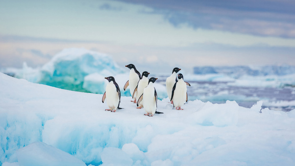 Adelie Penguin Antarctica Wallpaper