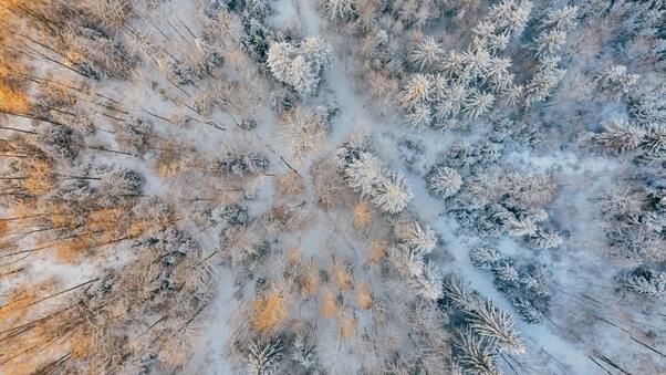 Aerial Short Of Cold Forest Snow Trees 4k Wallpaper