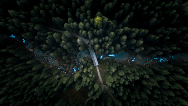 Aerial View Forest 4k Wallpaper