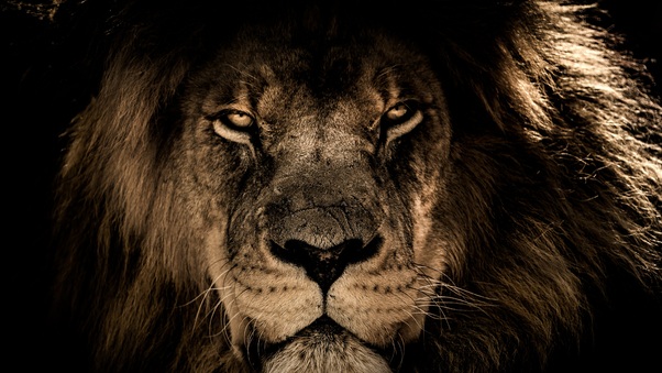 African Lion Face Closeup 5k Wallpaper