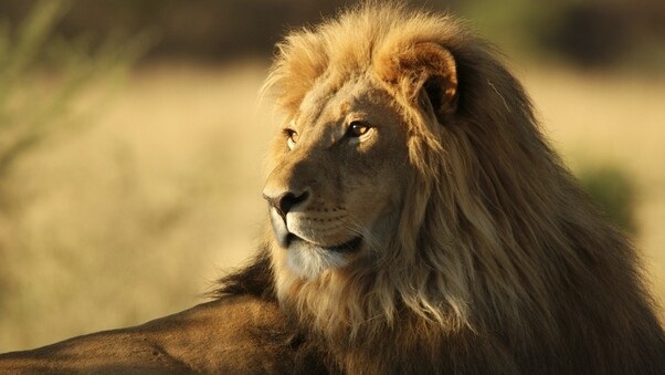 African Lion Wallpaper