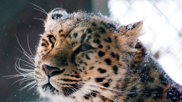 Amur Leopard Wild Cat Wallpaper