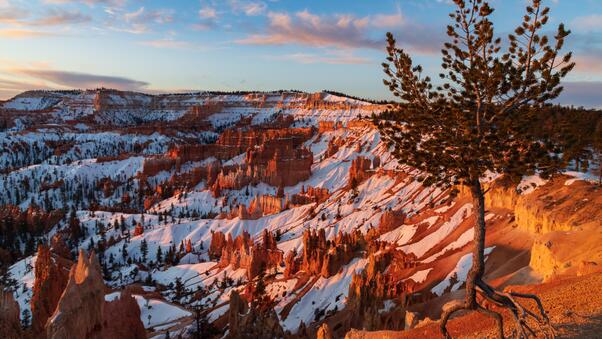 Ancient Bristlecone Pine Over Bryce Canyon 8k Wallpaper