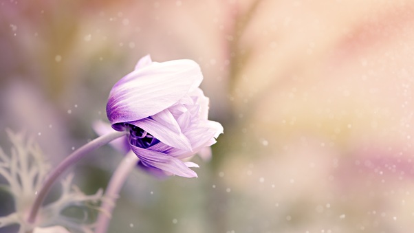 Anemone Flower Violet White Blossom Wallpaper