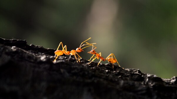 Ant Macro Wallpaper