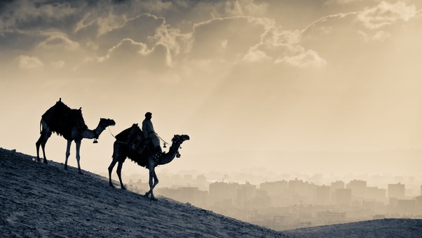 Arab People Camels Wallpaper